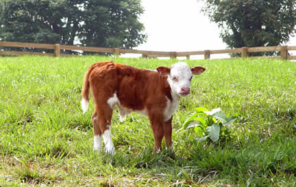calfpath.jpg